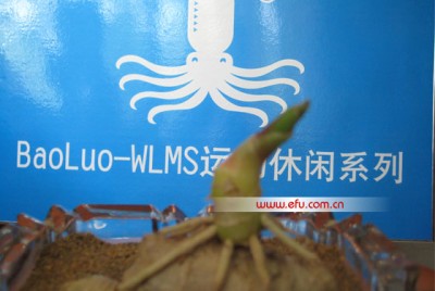 “章鱼保罗”神奇落户中国