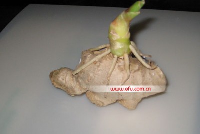 “章鱼保罗”神奇落户中国