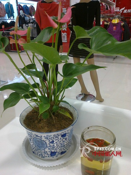 蔓露卡女装山东泰安专卖店盛大开业啦