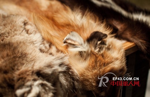 皮草批发防骗 真假皮草怎么辨别