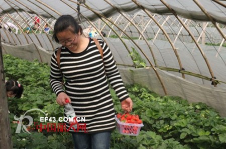 虹猫蓝兔童装 组织会员摘草莓活动