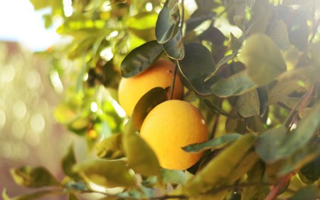 【水中花内衣美体课堂】好吃不胖的水果排名