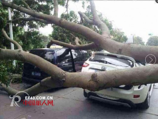 最强台风“天兔”重创粤东,叮当猫童装多店受灾