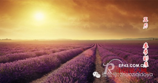 卓姿·乔雅2015年春季订货会“普罗旺斯之旅”即将开启