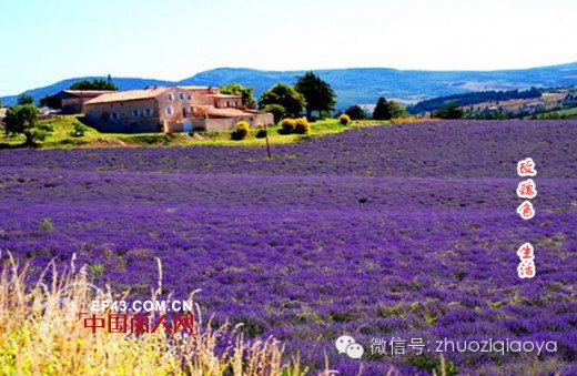 卓姿·乔雅2015年春季订货会“普罗旺斯之旅”即将开启