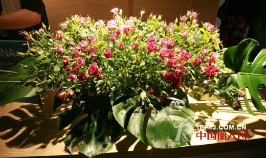 FA LOUINA2015年春夏新品发布会暨订货会圆满落幕