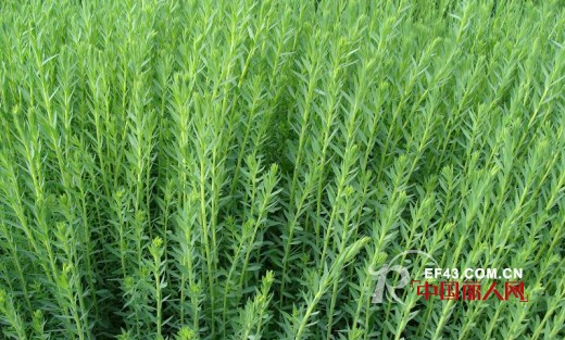 凯伦堡品牌带您区分“苎麻,亚麻”