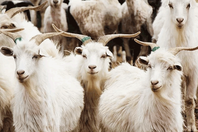 羊毛特辑 | 触碰,这个毛绒绒绒绒的冬天~