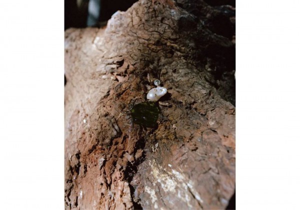 Edition 2021春季大片 雨林漫步