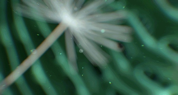 Marisfrolg 万物花园入口现已开启