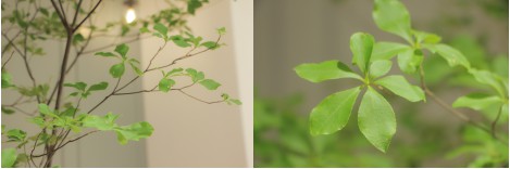 37°花花世界 | 叶界“爱马仕”来了~随手一拍都是风景!