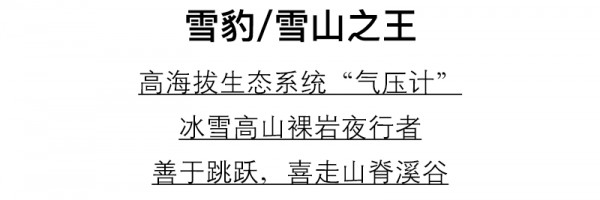 MIGAINO曼娅奴女装动物奇遇记 给你爱的「熊豹」