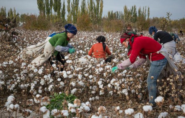 新疆库车棉花生长正常 预计十月上旬进行收储