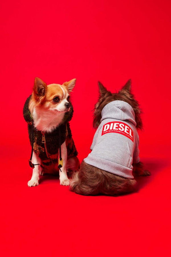 意大利时尚品牌Diesel推出第二个宠物服装系列!