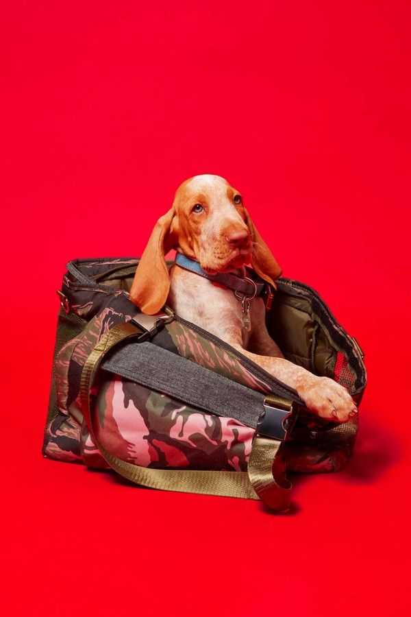 意大利时尚品牌Diesel推出第二个宠物服装系列!