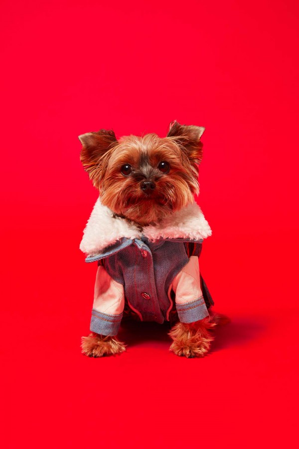 意大利时尚品牌Diesel推出第二个宠物服装系列!