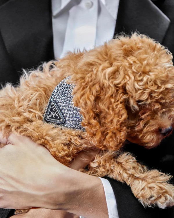 PRADA 推出三角形水晶宠物项圈