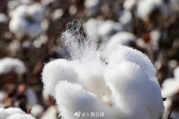 HM抵制新疆棉花背后 国产品牌崛起刻不容缓 澜沐茜认准并坚持采用新疆长绒棉
