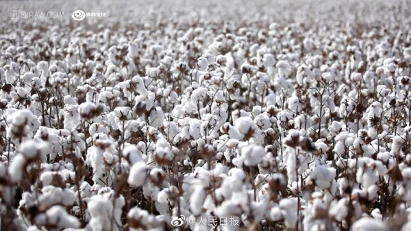 HM抵制新疆棉花背后 国产品牌崛起刻不容缓 澜沐茜认准并坚持采用新疆长绒棉
