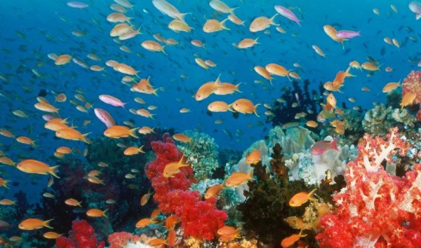 运动休闲品牌PUMA推出可持续鞋盒,每年至少节约节约 2800 吨纸板!