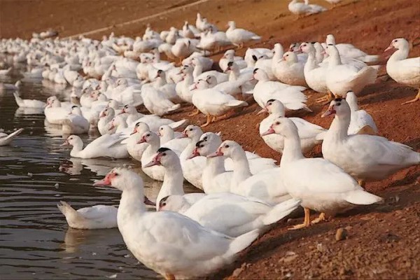 吴川市因地制宜,推进水禽现代农业产业园