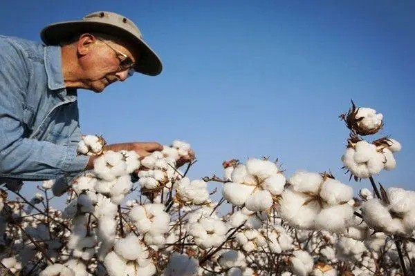 澳大利亚年度产量难以再创新高,但总产仍维持乐观