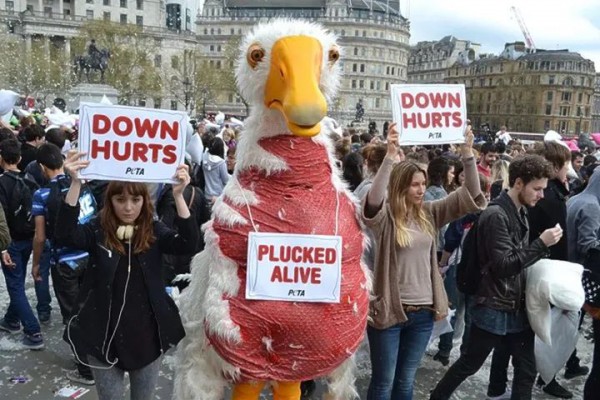 PETA 对部分时尚品牌的羽绒来源发出质疑