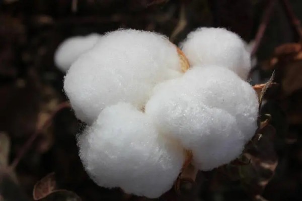 纺织观察|纱布累库率增加 染费明显上调 企业面临双重压力