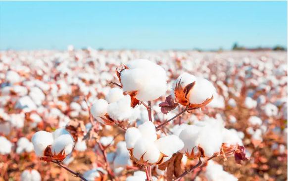 “中国棉花”可持续生产标准发布