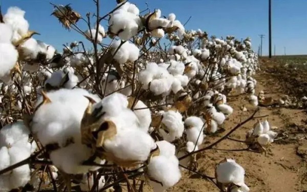棉花市场| 棉花进口大幅下滑 巴西棉成唯一亮点