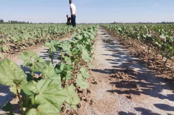棉花价格持续走高,新疆加工企业面临亏损,下游纺织企业压力山大!