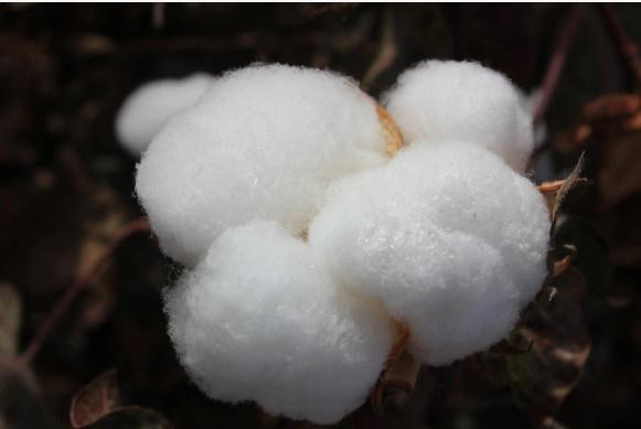 国内棉花要闻|新疆已进入棉花播种季