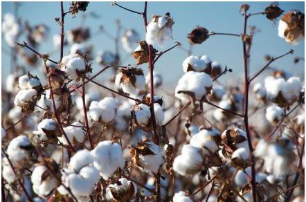 大幅度增长!银丰棉花2021年净利1196.11万同比增长734.26%