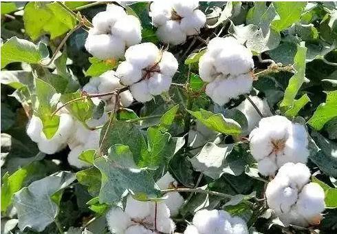 棉花信息|一旦美棉开启回调 国内下跌空间有望会跟随放大