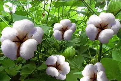 受美棉国内外市场同时创出了新高