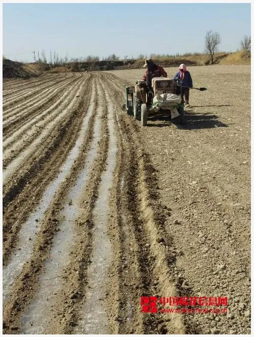 甘肃棉花播种全部进入尾声,今年全市棉花播种面积低于预期!