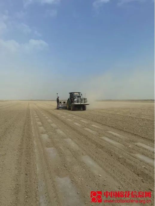 甘肃棉花播种全部进入尾声,今年全市棉花播种面积低于预期!