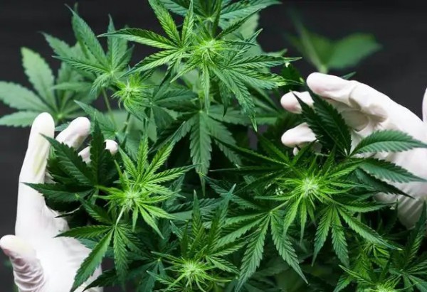 网售拉夏贝尔T恤出问题?T恤绣花疑似大麻叶 品牌方回应非设计初衷