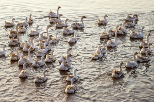 倒闭后,再次崛起的“莲花白鹅”品牌!
