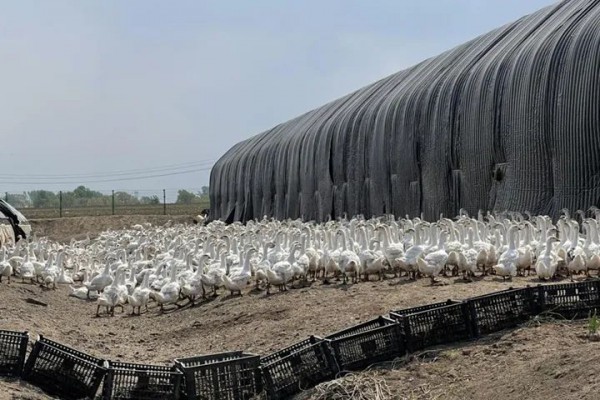 吉林省大力发展鹅绒制品产业,助推产业发展