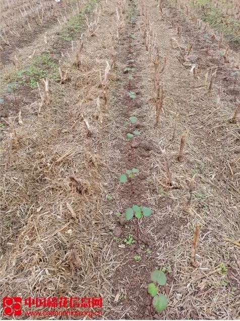 安徽望江棉苗移栽结束 面积略有下降