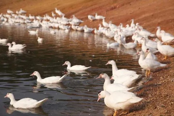 苦研番鸭毛提绒技术 吴川羽绒终成世界数一数二品质