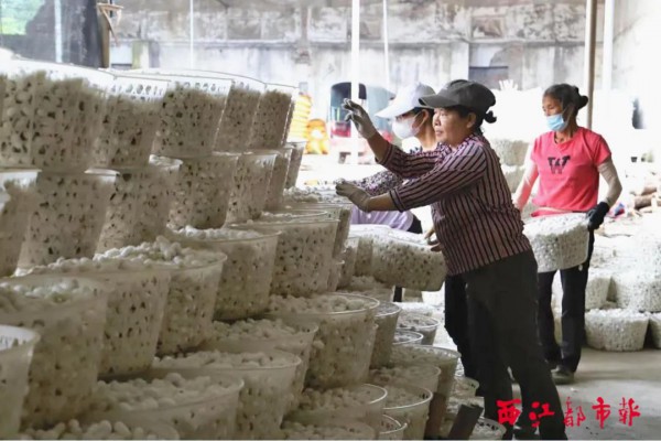 广西县级市蒙山县获“中国西部茧丝绸织造新城”称号
