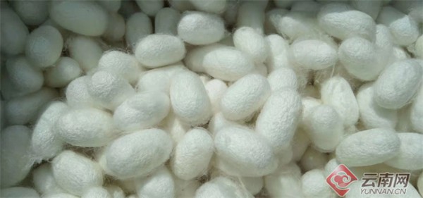 云南澜沧:种桑养蚕 织就乡村振兴新“丝”路