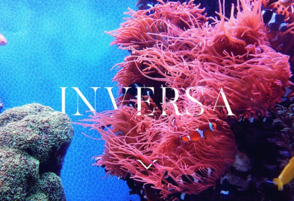 以外来入侵鱼种为原料 打造环保“鱼皮皮革”