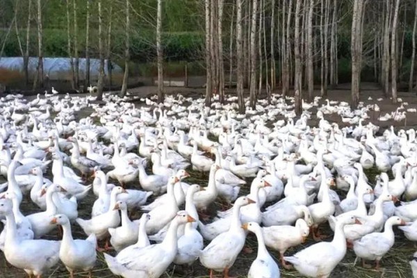 黑龙江省推动台商与合隆羽绒合作