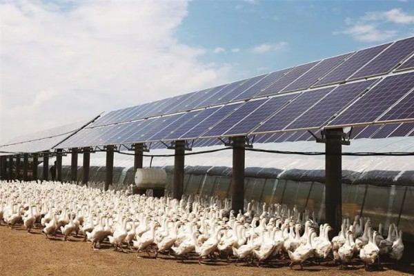 舒兰市推动白鹅全产业链循环融合发展