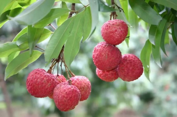 第二十届中国（大朗）毛织服装设计大赛火热开赛