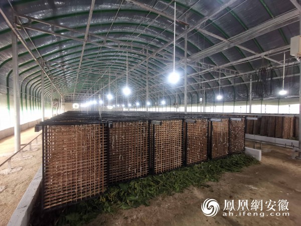 安徽岳西:做足桑蚕养殖“大文章” 产业振兴有“丝路”