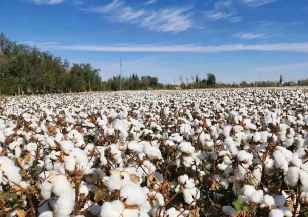 美郑棉走势背离 棉花市场矛盾重重 价格究竟走向何方?